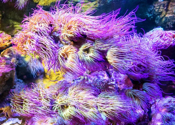 Imagem subaquática de plantas tropicais coloridas — Fotografia de Stock