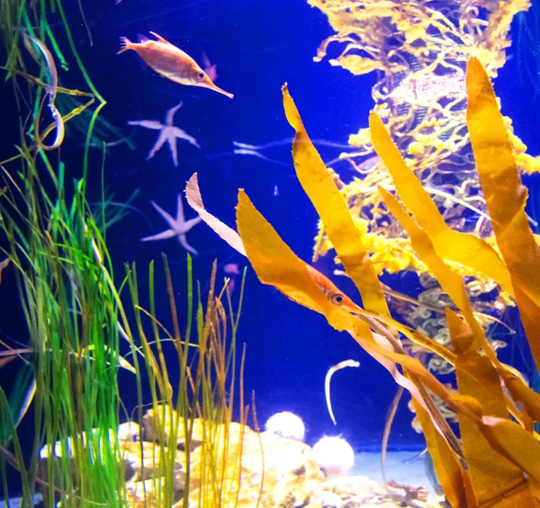 Peixes coloridos em águas azuis profundas escuras — Fotografia de Stock