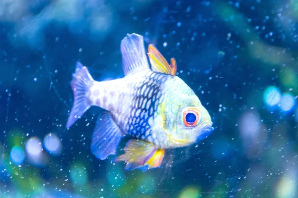 Kolorowe ryby w ciemny błękitne wody — Zdjęcie stockowe