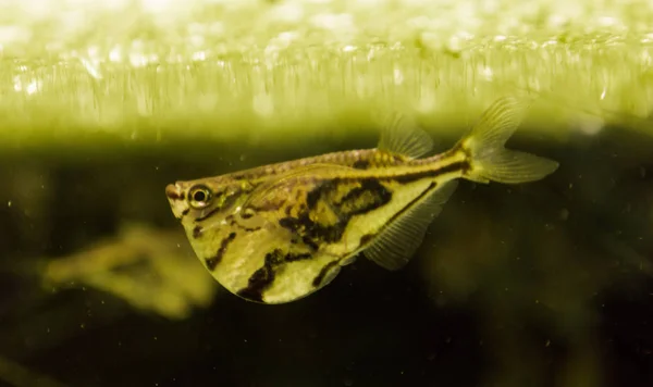 Peixes coloridos em águas azuis profundas escuras — Fotografia de Stock