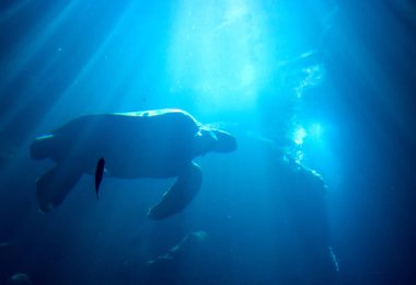  Güzel doğal okyanus arka planda yüzen deniz kaplumbağası. 