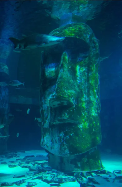 Акула на фоне статуи Пасхального острова — стоковое фото