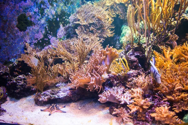 サンゴ礁のカラフルな魚および植物 — ストック写真