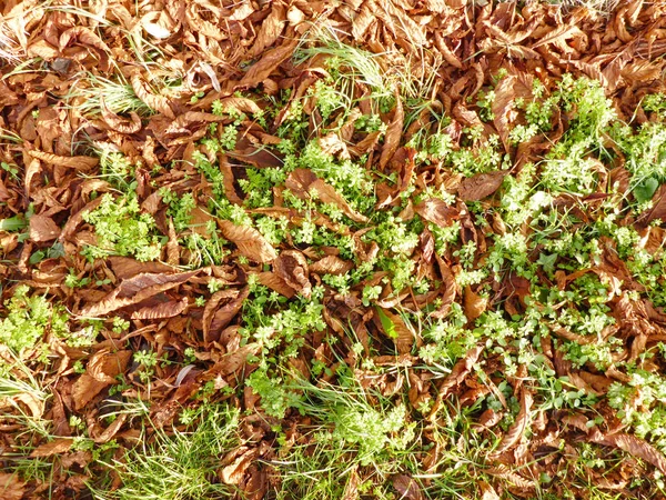 Gras en oude droge bladeren achtergrond — Stockfoto