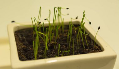 Rock Chives cress yemeye hazır.