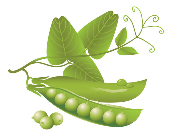 realistic pods of green peas, tendril and leaves