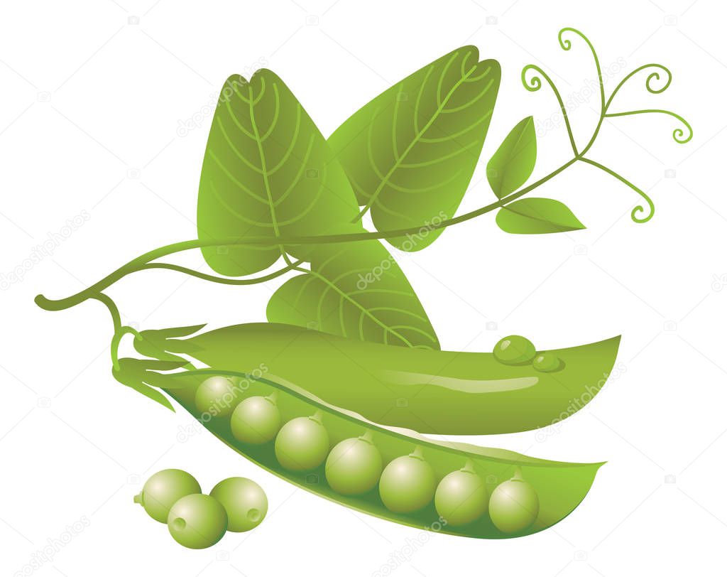 realistic pods of green peas, tendril and leaves