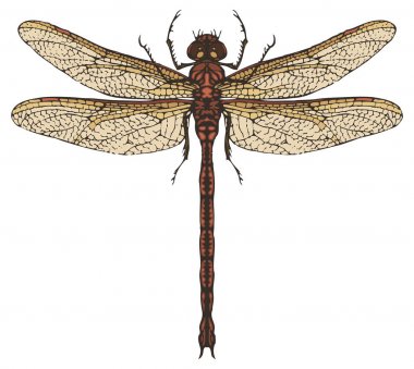 Üstten Görünüm kadar gerçekçi yusufçuk yakın