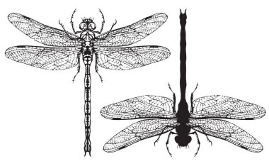 Siyah ve beyaz gerçekçi dragonflys yakın çekim