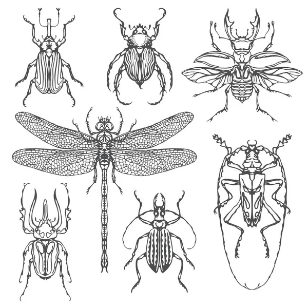 Vector uppsättning av olika insekter i hand dras stil — Stock vektor
