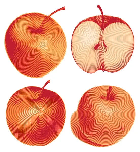 Uppsättning av isolerade färgat rött äpple halva och hela — Stock vektor