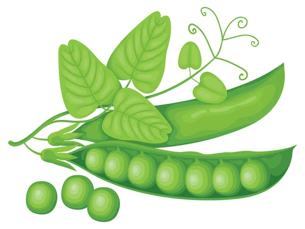 Vector Illustration Realistic Green Pea Pods Tendrils Leaves Isolated White — Stock Vector