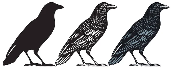 Uppsättning Tre Handritade Svarta Fåglar Isolerade Vit Bakgrund Korp Kråka — Stock vektor