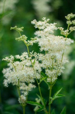 Yaz günü rüzgarda uçuşan beyaz çiçekli yeşil çimenler.