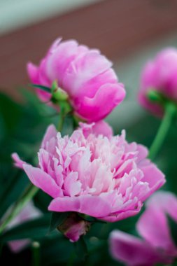 Koyu yeşil arka planda parlak pembe şakayık yapraklardan