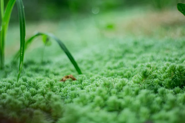 Linda hierba diminuta con gotas de rocío temprano en la mañana — Foto de Stock