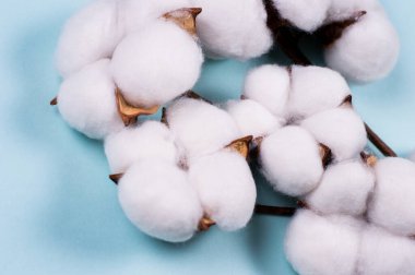 Mavi arkaplanda beyaz yumuşak pamuk dalı