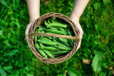 Yakın plan eller yeşil çimlerin üzerinde bir sepet bezelye kabuğu tutuyor.