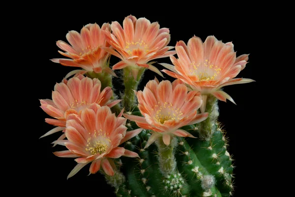 Lobivia cactus flowers blooming in orange color.