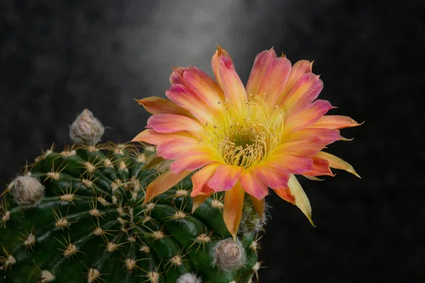 Kwiatów Kaktusowych Lobivia Kwitnące — Zdjęcie stockowe