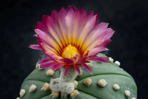 Photos Fleurs Cactus Belle Floraison Coloré — Photo