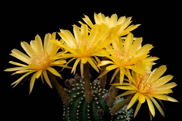 Photos Fleurs Cactus Belle Floraison Coloré — Photo