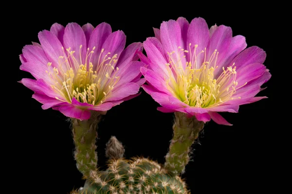 Kaktusy Kwiaty Zdjęcia Kwiaty Zdjecia Kwiaty Fotki — Zdjęcie stockowe