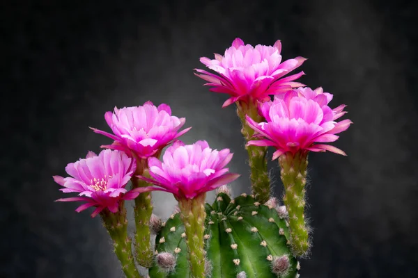 Cactus Flower Pictures Beautiful Blooming Colorful — Stock Photo, Image