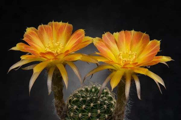 Photos Fleurs Cactus Belle Floraison Coloré — Photo