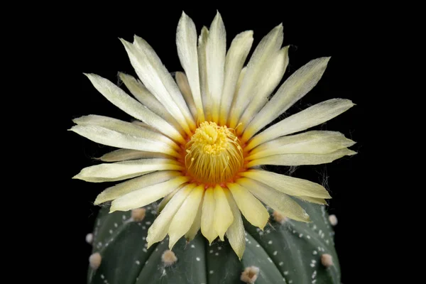 Photos Fleurs Cactus Belle Floraison Coloré — Photo