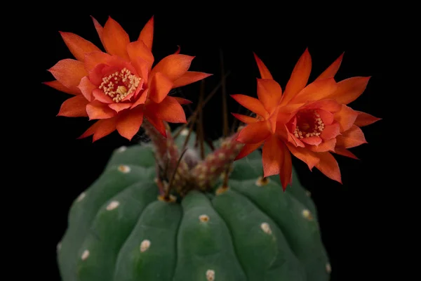 Photos Fleurs Cactus Belle Floraison Coloré — Photo