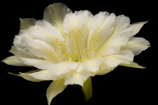 Photos Fleurs Cactus Belle Floraison Coloré Photos De Stock Libres De Droits