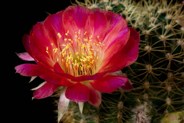 Photos Fleurs Cactus Belle Floraison Coloré Photo De Stock