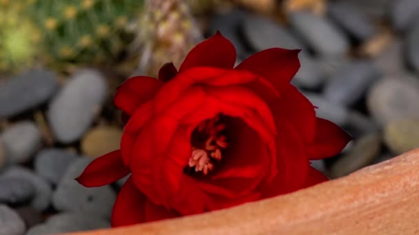 Flor Colorida Vermelha Timelapse Blooming Cactus Opening Fast Motion Time — Vídeo de Stock