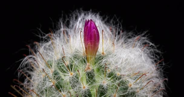 Mini Pink Colorful Flower Timelapse Blooming Cactus Opening Zeitraffer Einer — Stockvideo