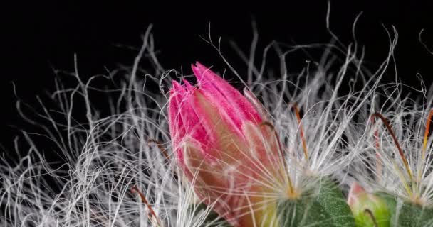 Mini Pink Colorful Flower Timelapse Blooming Cactus Opening Fast Motion — Stock Video