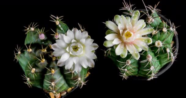 White Colorful Flower Timelapse Blooming Cactus Opening Fast Motion Time — стоковое видео