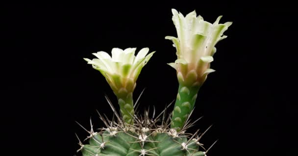 Timelapse Flores Color Blanco Cactus Flor Apertura Lapso Tiempo Movimiento — Vídeo de stock