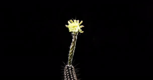 Timelapse Flores Color Blanco Cactus Flor Apertura Lapso Tiempo Movimiento — Vídeo de stock