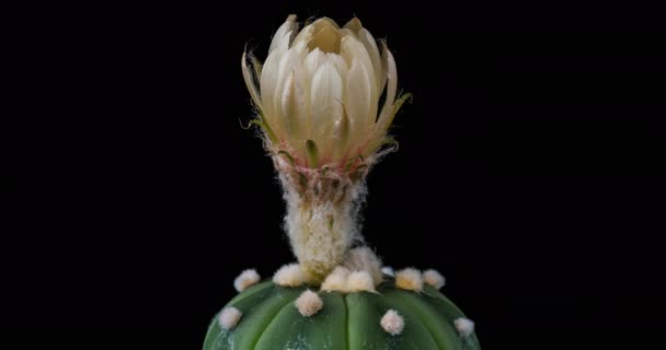 Witte Kleurige Bloem Timelapse Van Bloeiende Cactus Opening Fast Motion — Stockvideo