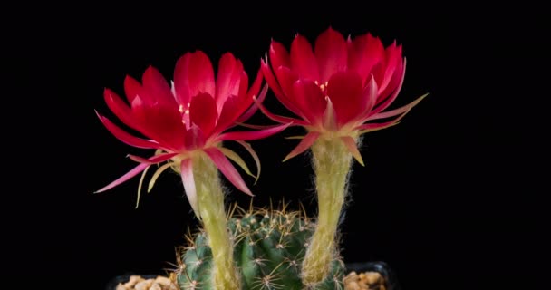 Red Colorful Flower Timelapse Blooming Cactus Opening Fast Motion Time — Stock Video