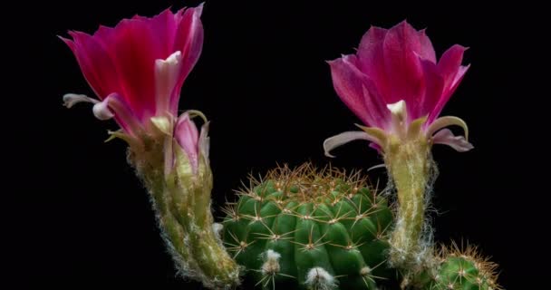 Pink Colorful Flower Timelapse Blooming Cactus Opening Fast Motion Time — Video Stock