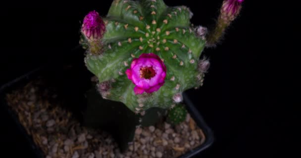 Pink Colorful Flower Timelapse Blooming Cactus Opening Fast Motion Time — стоковое видео