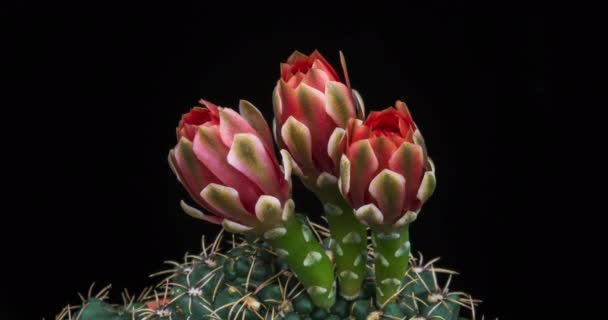 Piros Színes Virág Timelapse Blooming Kaktusz Nyitó Gyors Mozgás Ideje — Stock videók