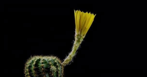 Fleur Jaune Colorée Timelapse Cactus Fleurs Ouverture Fast Motion Time — Video