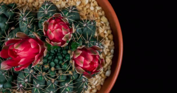 Piros Színes Virág Timelapse Blooming Kaktusz Nyitó Gyors Mozgás Ideje — Stock videók