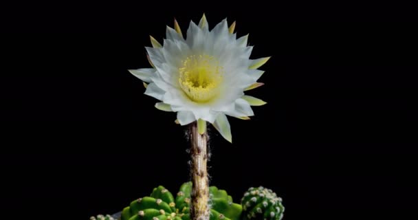 White Colorful Flower Timelapse Blooming Cactus Opening Fast Motion Time — стокове відео