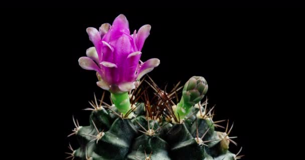 Pink Colorful Flower Timelapse Blooming Cactus Opening Fast Motion Time — Stockvideo