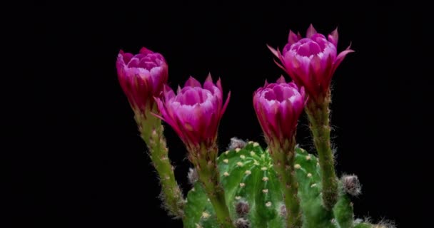 Flor Colorida Rosa Timelapse Blooming Cactus Abertura Fast Motion Time — Vídeo de Stock