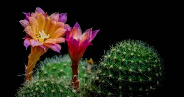 Pink Colorful Flower Timelapse Blooming Cactus Opening Fast Motion Time — Video Stock